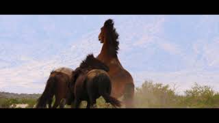The Wild  Horse Refuge
