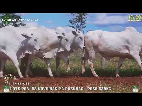 LOTE P 03