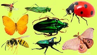 Animales para niños | Nombre de los insectos en espanol | Aprende los animales y sonidos de animales