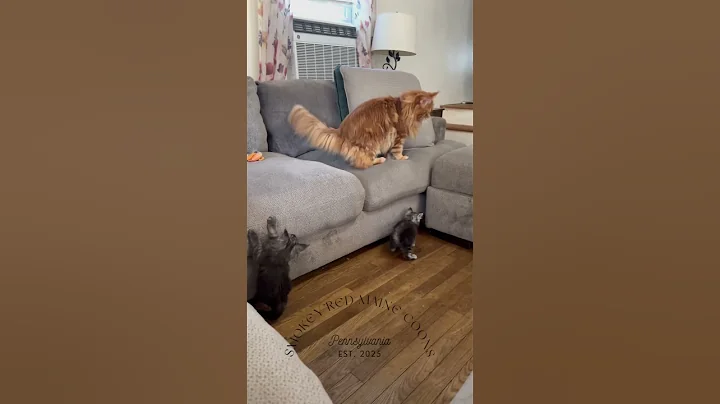 Watch the video about The kitten scared his dad! 🤣🥰 #kitten #mainecoon #kitty #fyp #cat #viral #mainecooncats #funnycats