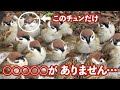 【衝撃】頭に水玉模様を付けた ふくら雀ちゃんの秘密！【手乗りスズメがいっぱい！41】Hand tame sparrow