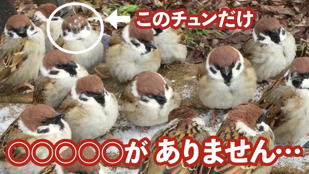 衝撃】頭に水玉模様を付けた ふくら雀ちゃんの秘密！【手乗りスズメが