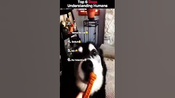 Thumbnail of THE " NICE TO MEET YOU " WAS 😭🙏🏼  #funny  #lol #dogs