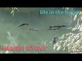 春の訪れ 何気ない春の日々 山暮らし 田舎暮らし forest life selfsufficient lifestyle homestead