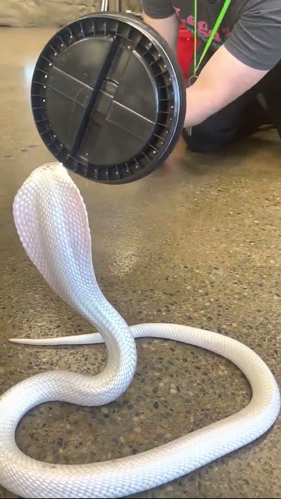¡Cobra Blanca ataca!