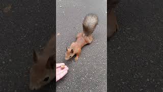 Fall Nature Squirrel XXX #shorts #nature