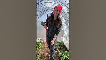 Thumbnail of Don't Wait Til Spring To Grow Food - Make This DIY Greenhouse #greenhouses #growyourownfood #garden