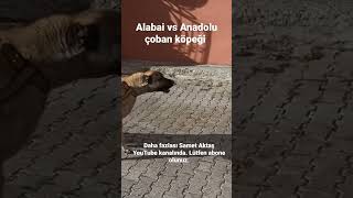 Dev Alabai Vs Çobanköpeği 