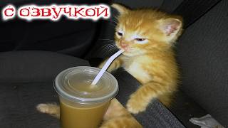 Приколы с котами! С ОЗВУЧКОЙ! Шальные Коты И Котята! Смешные Видео с Животными