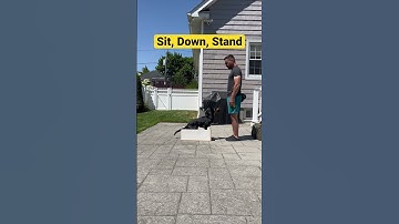 Dog Training - Sit, Down, Stand - Dog training videos - #dogtraining #caninetraining #puppytraining