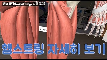 햄스트링 자세히 보기