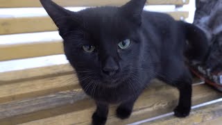 Black Cat Is Not Afraid Of Extreme Cold Because It Is Hungry