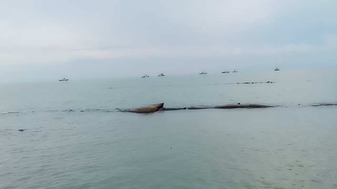 Survei Spot Mancing Limbangan Indramayu Terkini | Trip Mancing Kakap Putih Barramundi