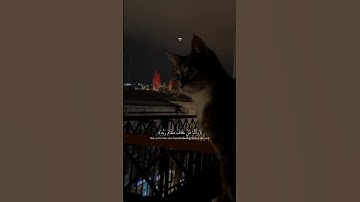 تلاوه خاشعه بصوت القارئ اسلام صبحي حفظه الله 🤍🥀#قرآن #quran #إسلام_صبحي #قران_كريم