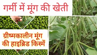 ग्रीष्मकालीन मूंग की खेती, जायद के मूंग की हाइब्रिड किस्में#hybrid variety moong crop, मूंग की खेती,