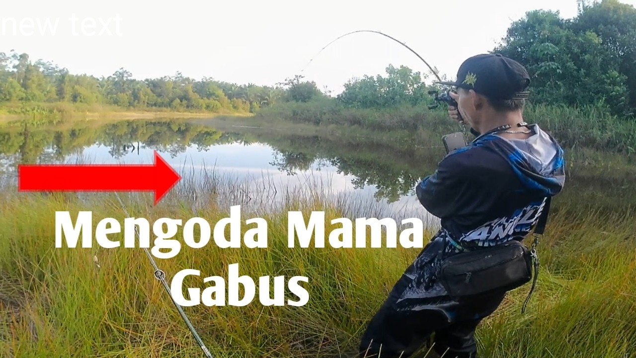 Tak Sangka !!! Saat Danau pasang ikan Gabusnya keluar sarang //#mancingmania//#fishing//#gofishing