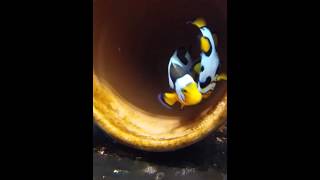 Picasso spawn 8/30