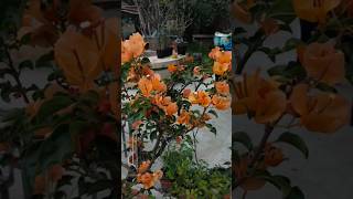 #viral tranding new vlog #rooptop #fandamental #flower plant #tr