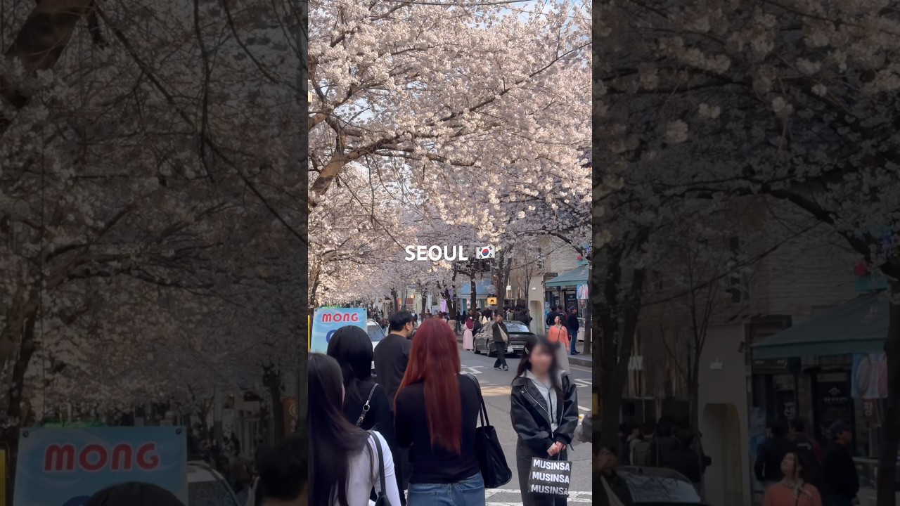 🌸벚꽃구경 나온 관광객들로 북적대는 합정동에서…🇰🇷📸 희우정로 / Spring walk - Hapjeong - Seoul - Korea 🇰🇷