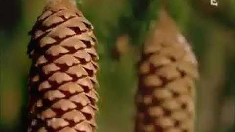 أرح سمعك القارئ الشيخ عبد الباسط عبد الصمد حالات واتس اب اسلامية القرأن الكريم بصوت جميل