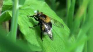 Famous Bumble bee and syrphid fly Profile