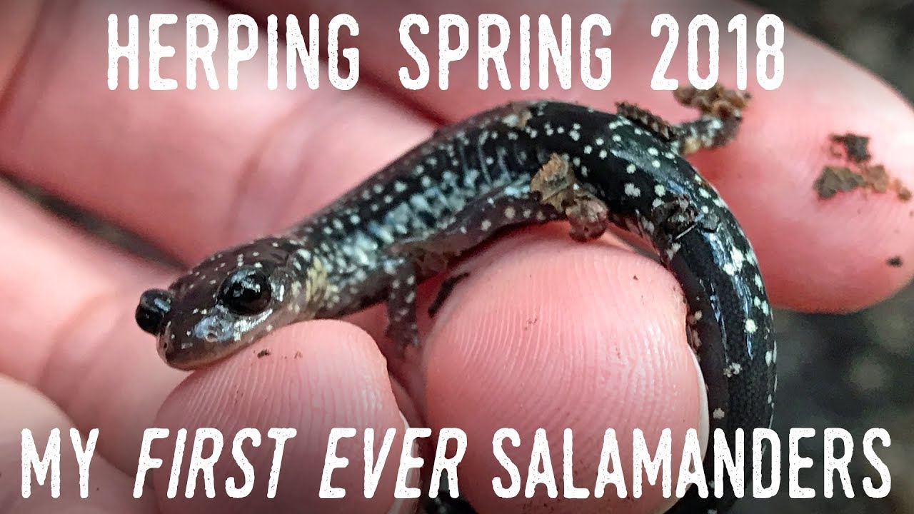 brian williams My First SALAMANDERS! Herping AUSTIN Spring 2018