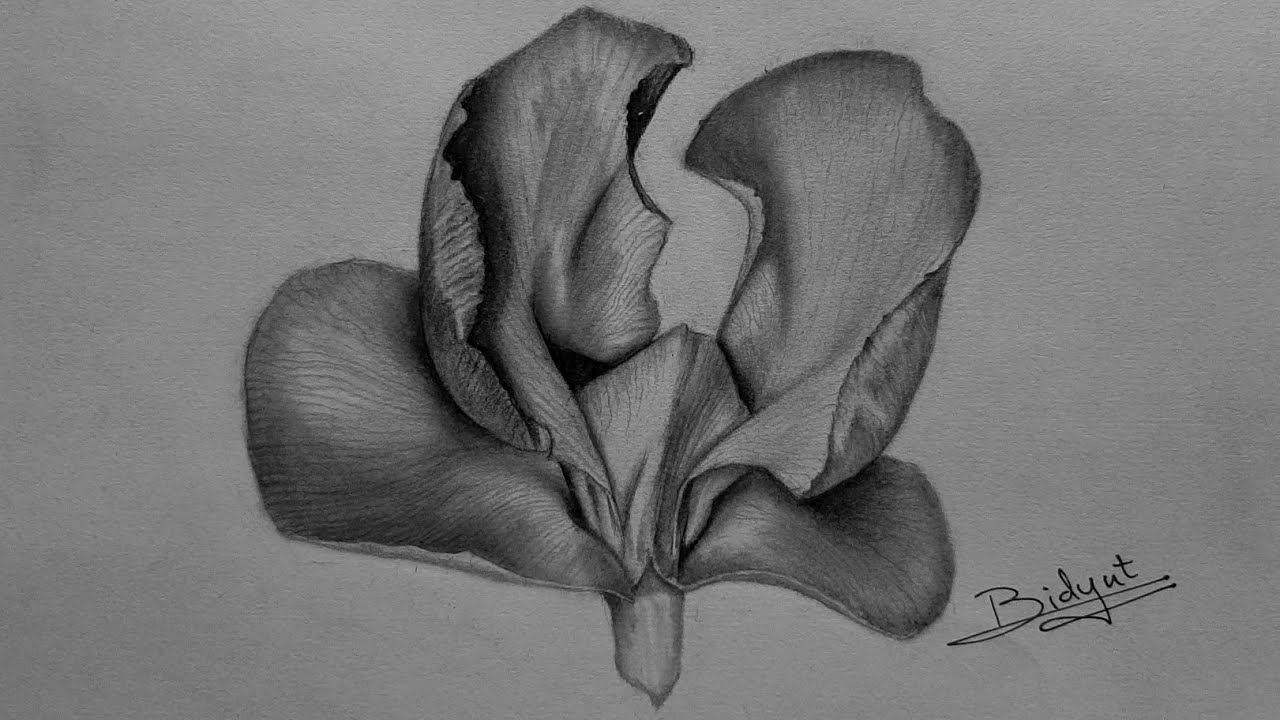 How to Draw Realictic Snail Vine Flower | Realistic Snail Vine Flower Sketch Tutorial for Beginners