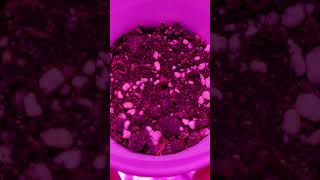 Just a fast update on Junk Yard420 Genetics!