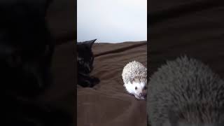 Cat &amp; Hedgehog Meet.
