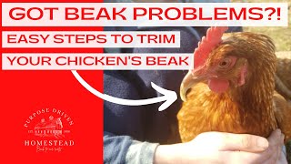 Trimming a Chicken Beak (Major Overbite!)