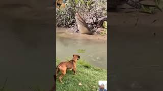 Download Mp3 anjing menggonggong karena ada buaya #hewan #anime #viral Gudang lagu Download Mp3 anjing menggonggong karena ada buaya #hewan #anime #viral