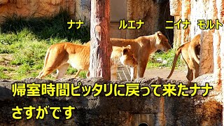 帰室時間ピッタリに戻って来たナナさすがです　Lion (ライオン)　多摩動物公園