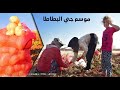 موسم جني البطاطا في ريف حلب الشهباء 