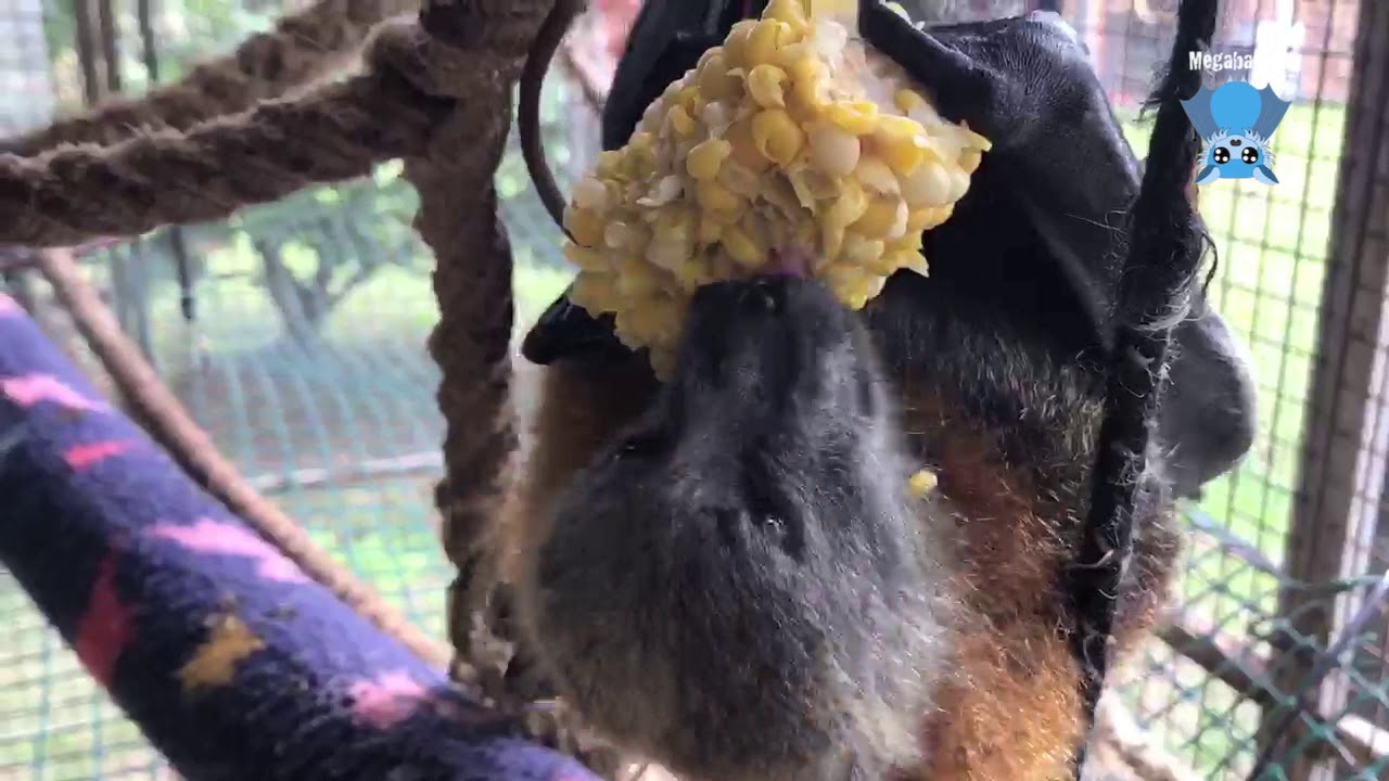 Flyingfoxes love corn on the cob this is the very handsome and suave