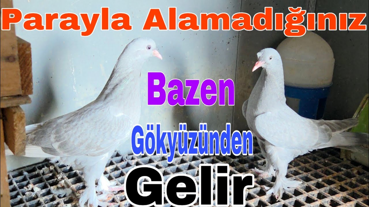 Parayla Alamadığınız, Bazen Gökyüzünden Gelir