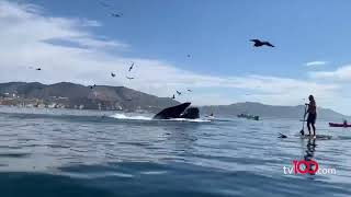 Kambur balina, kano kullanan iki kadına dehşeti yaşattı