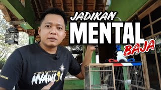 Download Lagu Cara Melatih Mental Burung Prenjak Agar Cepat TARUNG ‼️ MP3