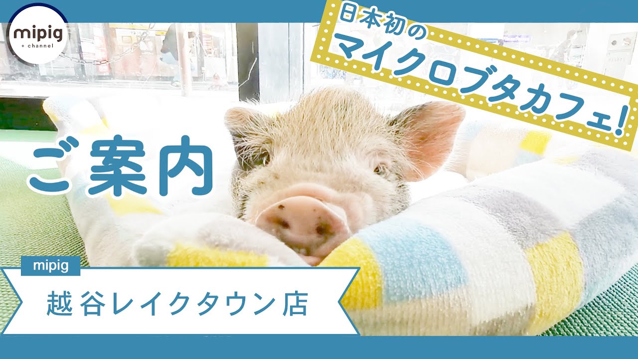 越谷レイクタウン店のご紹介 マイクロ ブタ カフェ Mipig Cafe かわいい 動物 カフェ Youtube