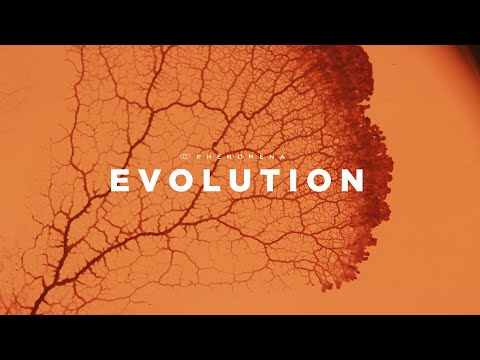 Video: What Is The Name Of The Phenomenon Opposite To Evolution?