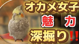 オカメ女子の魅力は？#オカメインコ