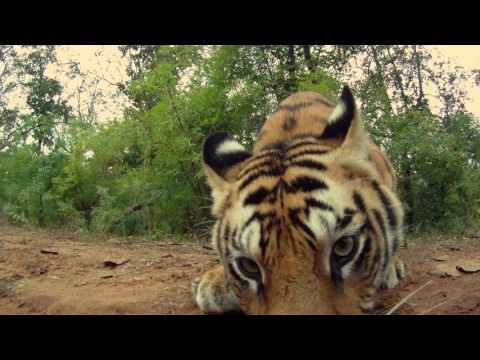 Steve Winter On The Trail Of Tigers