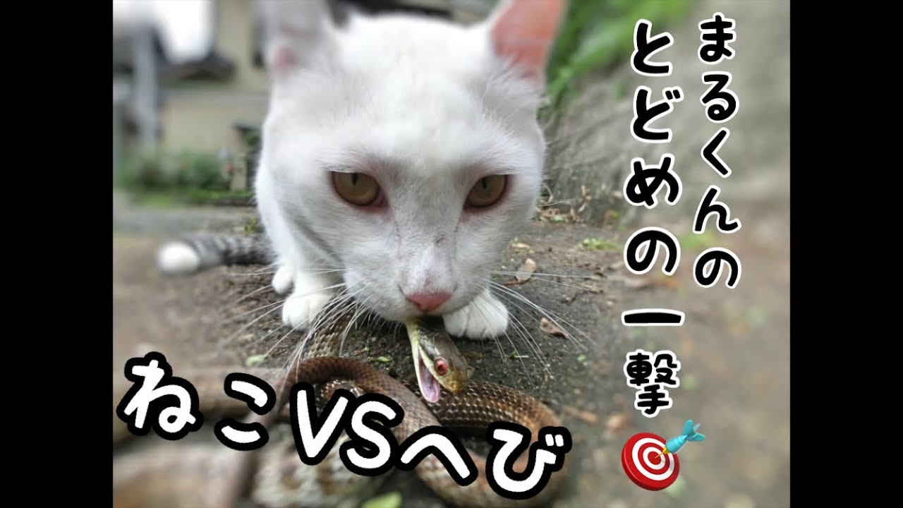 猫が蛇にとどめを刺す瞬間 Youtube