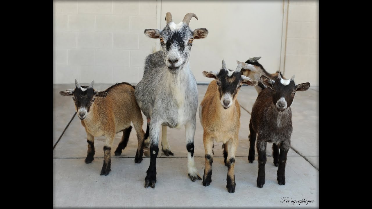 Nigerian dwarf goats for sale near me