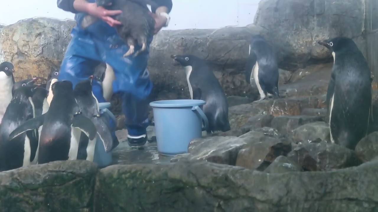 ペンギン 見逃し配信：2026/5/2 6:00〜18:00】ペンギン - YouTube
