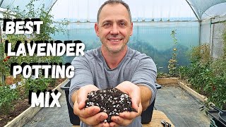 How To Grow Lavender In Containers