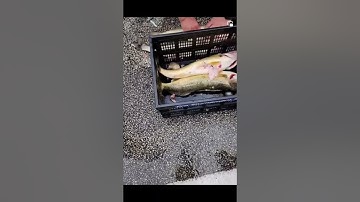 Walleye tournament cheaters ￼