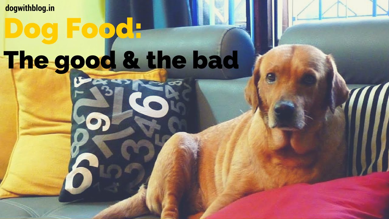 Dog food – what makes it good or bad for your dog? - YouTube