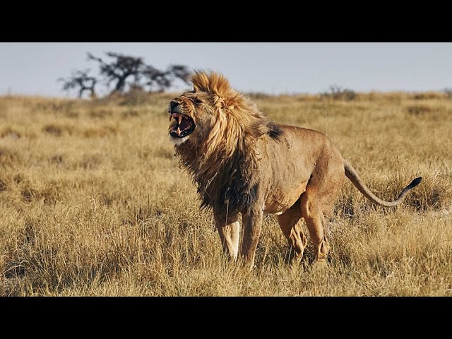 Top 32+ imagen la vida salvaje de los leones en africa