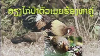 Poj qaib seev zoo dib tuaj ceev 