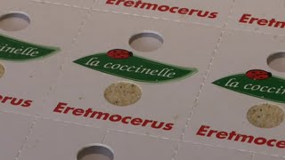 La Coccinelle, une biofabrique d’insectes auxiliaires [Terres d'ici - Antenne Réunion]